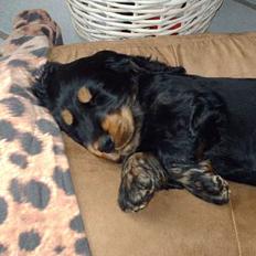 Cocker spaniel Cockerhusets Asterix
