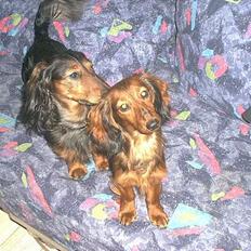 Gravhund Sikko (RIP)