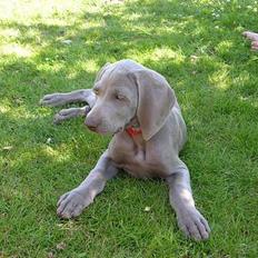 Weimaraner sønderskovens Diya