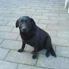 Labrador retriever Tulle (DØD) :-(