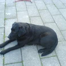 Labrador retriever Tulle (DØD) :-(