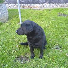 Labrador retriever Tulle (DØD) :-(