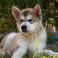 Alaskan malamute Lakhota