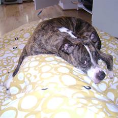 Amerikansk staffordshire terrier xena