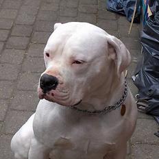 Amerikansk bulldog bongo