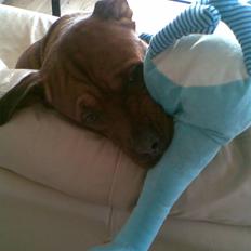 Blanding af racer Kenzo