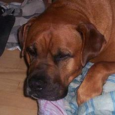 Blanding af racer Tyson