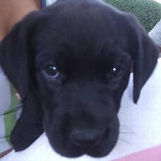 Labrador retriever Batman