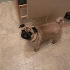 Mops charlie