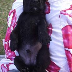 Labrador retriever Batman