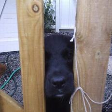 Labrador retriever Batman