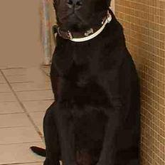 Labrador retriever kuhn