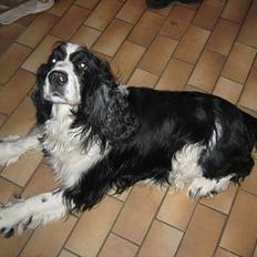 Engelsk springer spaniel Láttie
