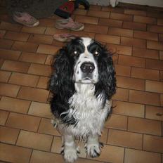 Engelsk springer spaniel Láttie