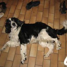 Engelsk springer spaniel Láttie