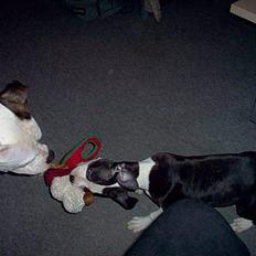 Amerikansk staffordshire terrier Nala (aflivet i 2007)