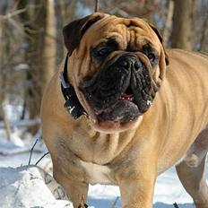 Olde victorian bulldogge Bamsen Albert