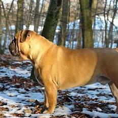 Olde victorian bulldogge Bamsen Albert