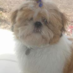 Shih tzu Georg