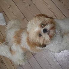 Shih tzu Georg
