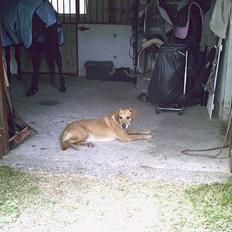Labrador retriever buller *Afliver D. 6.3.12* :'(