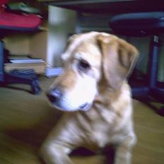 Labrador retriever buller *Afliver D. 6.3.12* :'(
