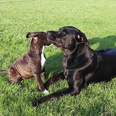 Blanding af racer Freya  *Død 28/09-2007*