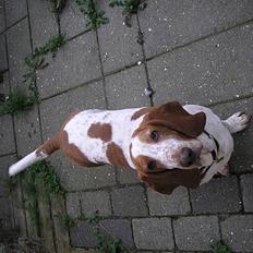 Basset hound ¤Malina¤