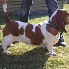 Basset hound ¤Malina¤