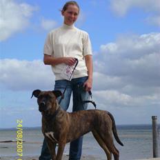 Amerikansk staffordshire terrier Lucky