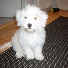Coton de tulear Bianca