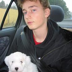 Coton de tulear Bianca