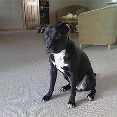 Amerikansk staffordshire terrier Conrad