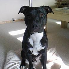 Amerikansk staffordshire terrier Conrad