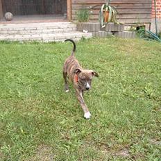 Amerikansk staffordshire terrier Tikki