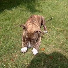 Amerikansk staffordshire terrier Tikki