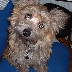 Cairn terrier Stella (RIP - i hjertet gemt, aldrig glemt <3)