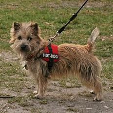 Cairn terrier Stella (RIP - i hjertet gemt, aldrig glemt <3)