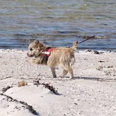 Cairn terrier Stella (RIP - i hjertet gemt, aldrig glemt <3)