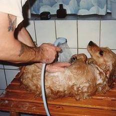 Golden retriever Lotte