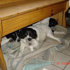 Blanding af racer Pjuske