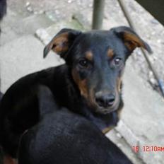 Blanding af racer Laban