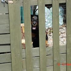 Blanding af racer Laban