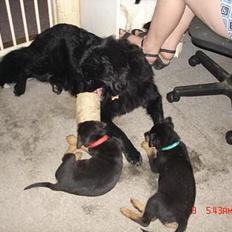 Blanding af racer Laban