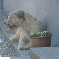 Irsk ulvehund Egholm´s McMillan Myler