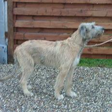 Irsk ulvehund Egholm´s McMillan Myler