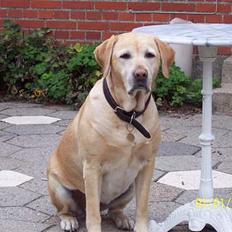 Labrador retriever Josie