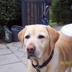 Labrador retriever Josie