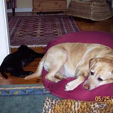 Labrador retriever Josie