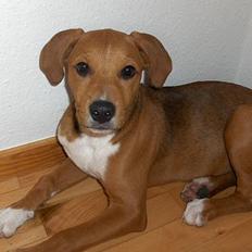 Blanding af racer Angel. ½ staff ½ labrador